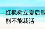 红枫树立夏后能栽活吗 红枫树立夏后能不能栽活