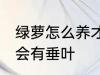 绿萝怎么养才会有垂叶 绿萝如何养才会有垂叶