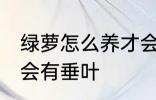 绿萝怎么养才会有垂叶 绿萝如何养才会有垂叶