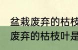 盆栽废弃的枯枝叶属于什么垃圾 盆栽废弃的枯枝叶是什么垃圾