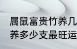 属鼠富贵竹养几支最旺运 属鼠富贵竹养多少支最旺运