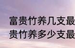 富贵竹养几支最旺运办公室 办公室富贵竹养多少支最旺运