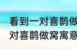 看到一对喜鹊做窝有什么兆头 看到一对喜鹊做窝寓意