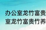 办公室龙竹富贵竹养几支最旺运 办公室龙竹富贵竹养多少支最旺运