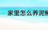 家里怎么养泥鳅 家里如何养泥鳅