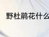 野杜鹃花什么样 野杜鹃花简单介绍