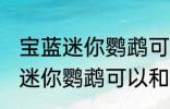 宝蓝迷你鹦鹉可与什么鱼一起养 宝蓝迷你鹦鹉可以和鱼一起养吗