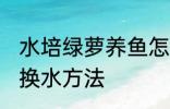 水培绿萝养鱼怎么换水 水培绿萝养鱼换水方法