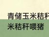 青储玉米秸秆怎样喂猪 如何做青储玉米秸秆喂猪