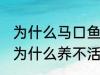 为什么马口鱼鱼缸养不活 马口鱼鱼缸为什么养不活