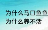 为什么马口鱼鱼缸养不活 马口鱼鱼缸为什么养不活