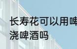 长寿花可以用啤酒浇吗 可以给长寿花浇啤酒吗