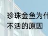 珍珠金鱼为什么总养不活 珍珠金鱼养不活的原因