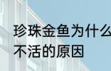 珍珠金鱼为什么总养不活 珍珠金鱼养不活的原因