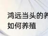 鸿远当头的养殖方法是什么 鸿远当头如何养殖