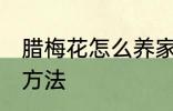 腊梅花怎么养家庭养法 腊梅花的养殖方法