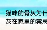 猫咪的骨灰为什么不能放家里 宠物骨灰在家里的禁忌