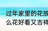 过年家里的花放什么好 过年家里放什么花好看又吉祥